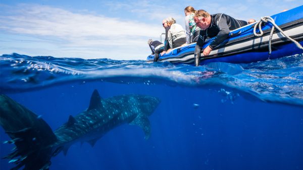 Whale shark