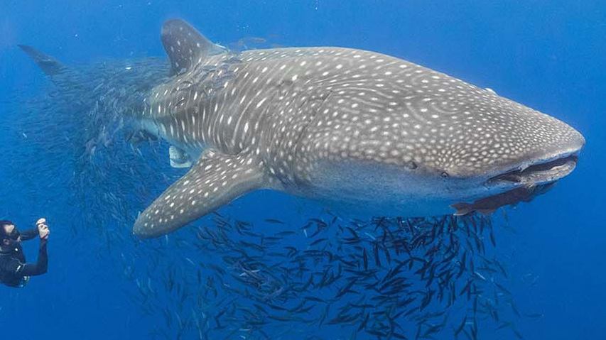 Swim with whale sharks in St Helena Island