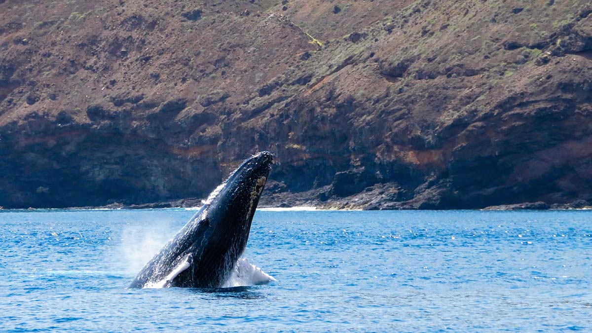 St Helena Humpback Whales